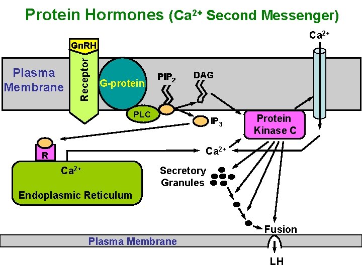 Protein Hormones (Ca 2+ Second Messenger) Ca 2+ Plasma Membrane Receptor Gn. RH G-protein