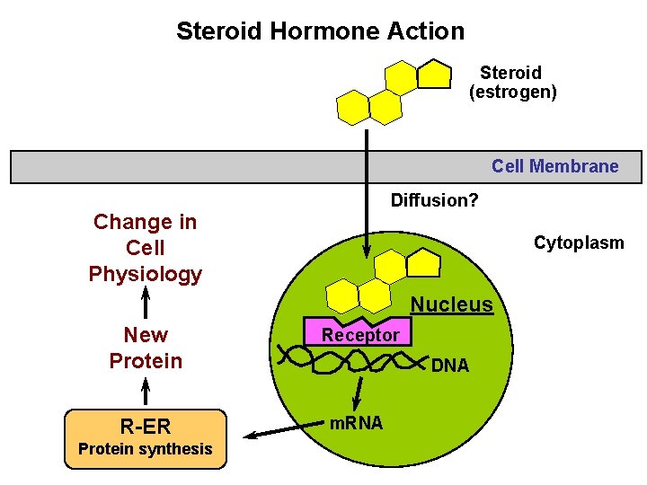 Steroid Hormone Action Steroid (estrogen) Cell Membrane Diffusion? Change in Cell Physiology Cytoplasm Nucleus