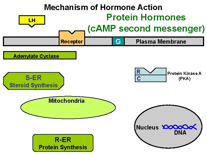Mechanism of Hormone Action Protein Hormones (c. AMP second messenger) LH Receptor G Plasma