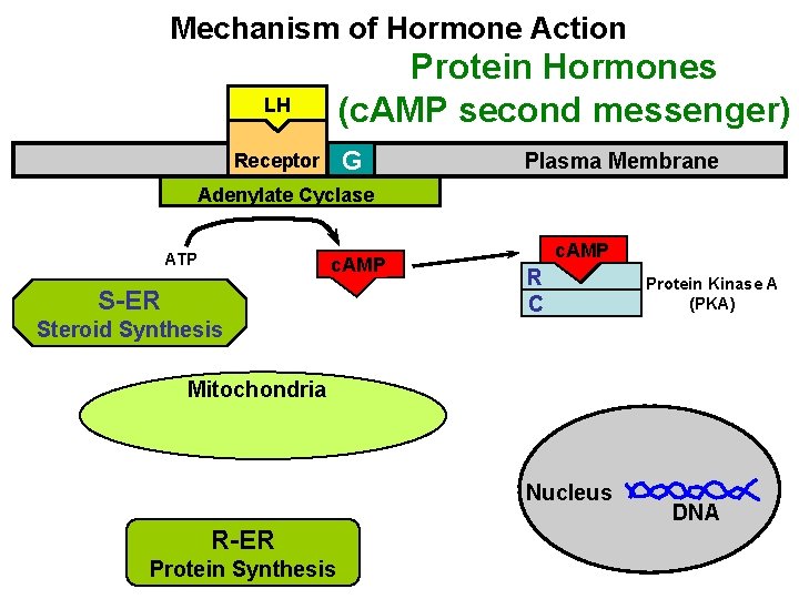 Mechanism of Hormone Action Protein Hormones (c. AMP second messenger) LH G Receptor Plasma