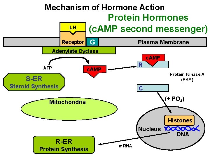 Mechanism of Hormone Action Protein Hormones (c. AMP second messenger) LH G Receptor Plasma