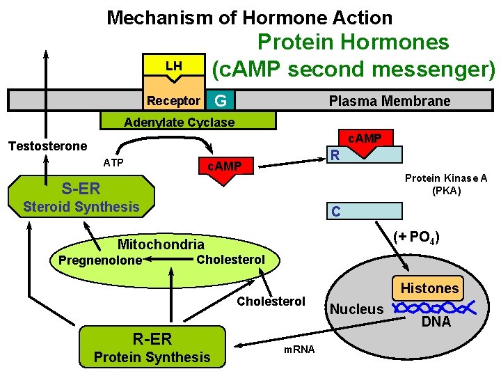 Mechanism of Hormone Action Protein Hormones (c. AMP second messenger) LH G Receptor Plasma