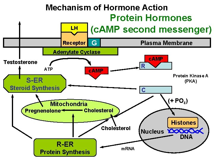 Mechanism of Hormone Action Protein Hormones (c. AMP second messenger) LH G Receptor Plasma