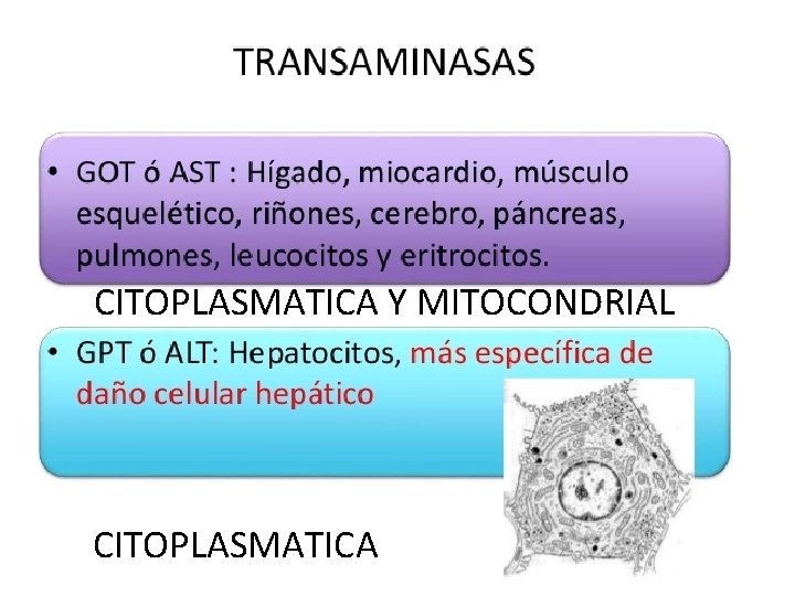 CITOPLASMATICA Y MITOCONDRIAL CITOPLASMATICA Dra Roxana Blanco Villarte 5 