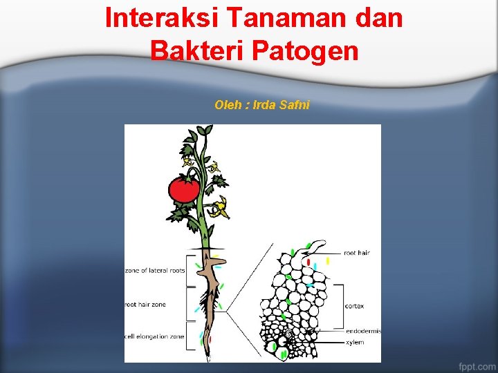 Interaksi Tanaman dan Bakteri Patogen Oleh : Irda Safni 