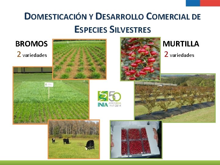 DOMESTICACIÓN Y DESARROLLO COMERCIAL DE ESPECIES SILVESTRES BROMOS 2 variedades MURTILLA 2 variedades Murtilla
