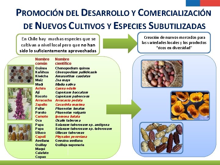 PROMOCIÓN DEL DESARROLLO Y COMERCIALIZACIÓN DE NUEVOS CULTIVOS Y ESPECIES SUBUTILIZADAS En Chile hay