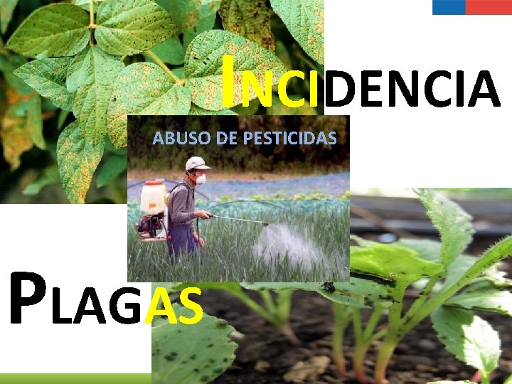 INCIDENCIA ABUSO DE PESTICIDAS PLAGAS 