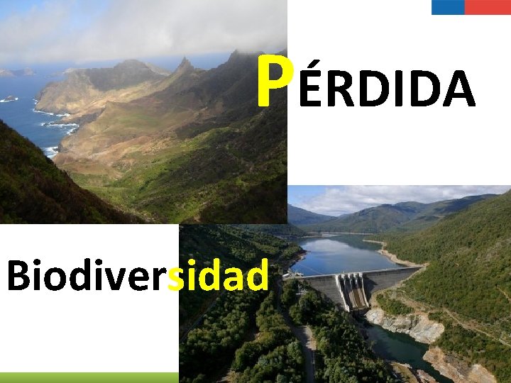 PÉRDIDA Biodiversidad 