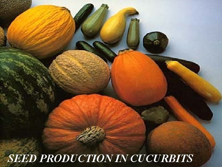 SEED PRODUCTION IN CUCURBITS R. Umarani, Assoc. Prof Seed Sci & Tech 