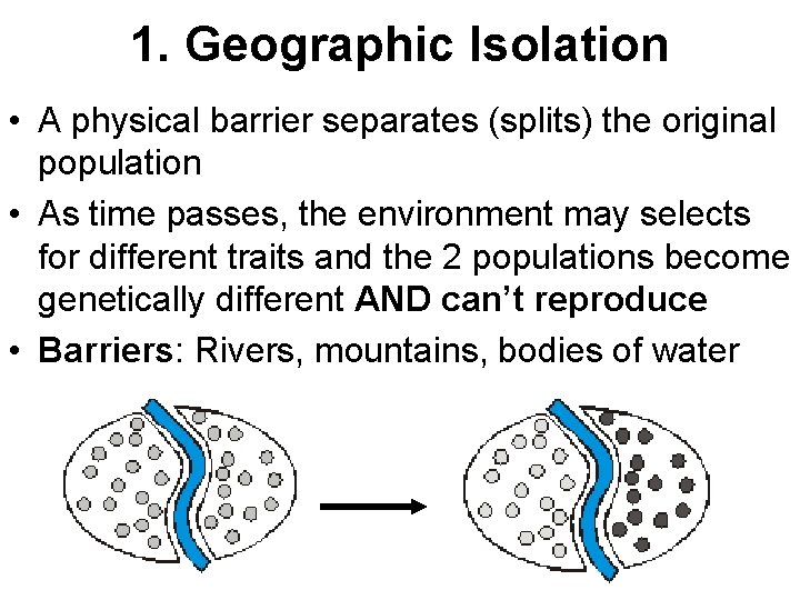 1. Geographic Isolation • A physical barrier separates (splits) the original population • As