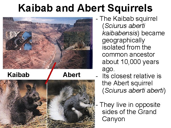 Kaibab and Abert Squirrels Kaibab Abert - The Kaibab squirrel (Sciurus aberti kaibabensis) became