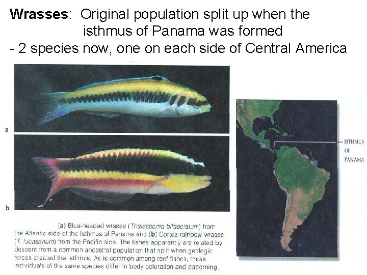 Wrasses: Original population split up when the isthmus of Panama was formed - 2