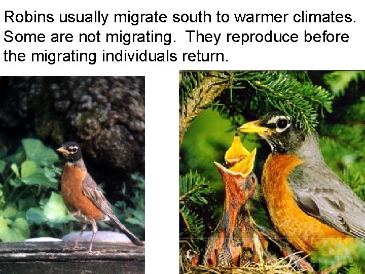 Robins usually migrate south to warmer climates. Some are not migrating. They reproduce before