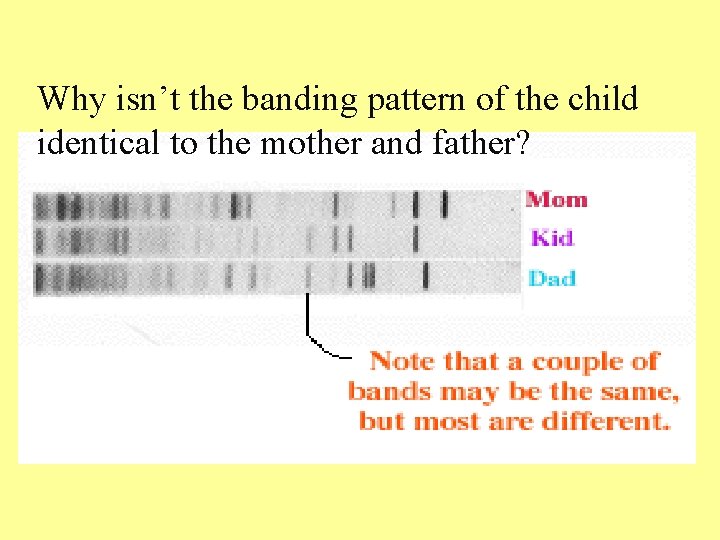 Why isn’t the banding pattern of the child identical to the mother and father? Why isn’t the banding pattern of the child identical to the mother and father?
