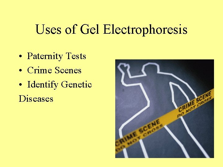 Uses of Gel Electrophoresis • Paternity Tests • Crime Scenes • Identify Genetic Diseases Uses of Gel Electrophoresis • Paternity Tests • Crime Scenes • Identify Genetic Diseases