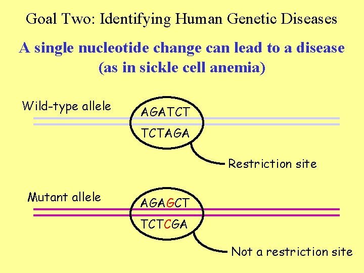 Goal Two: Identifying Human Genetic Diseases A single nucleotide change can lead to a Goal Two: Identifying Human Genetic Diseases A single nucleotide change can lead to a