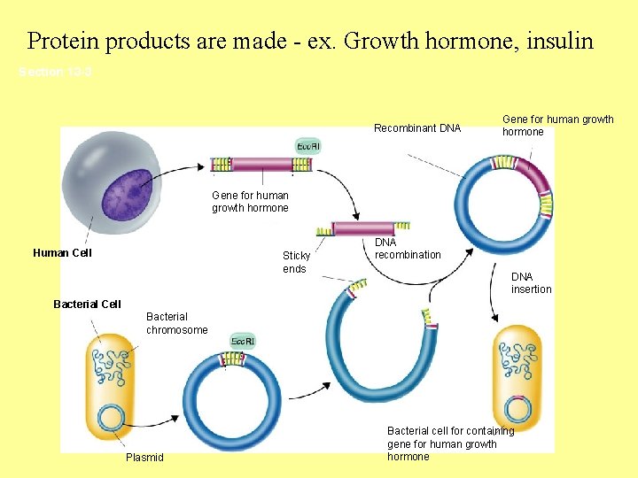 Protein products are made - ex. Growth hormone, insulin Section 13 -3 Recombinant DNA Protein products are made - ex. Growth hormone, insulin Section 13 -3 Recombinant DNA