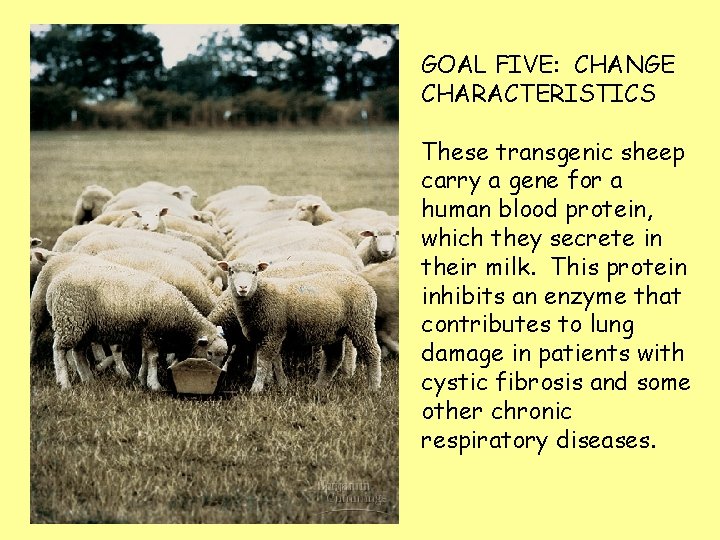 GOAL FIVE: CHANGE CHARACTERISTICS These transgenic sheep carry a gene for a human blood GOAL FIVE: CHANGE CHARACTERISTICS These transgenic sheep carry a gene for a human blood