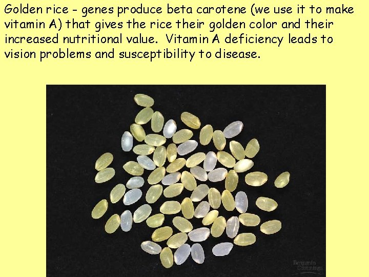 Golden rice - genes produce beta carotene (we use it to make vitamin A) Golden rice - genes produce beta carotene (we use it to make vitamin A)