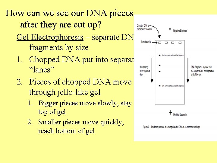 How can we see our DNA pieces after they are cut up? Gel Electrophoresis How can we see our DNA pieces after they are cut up? Gel Electrophoresis