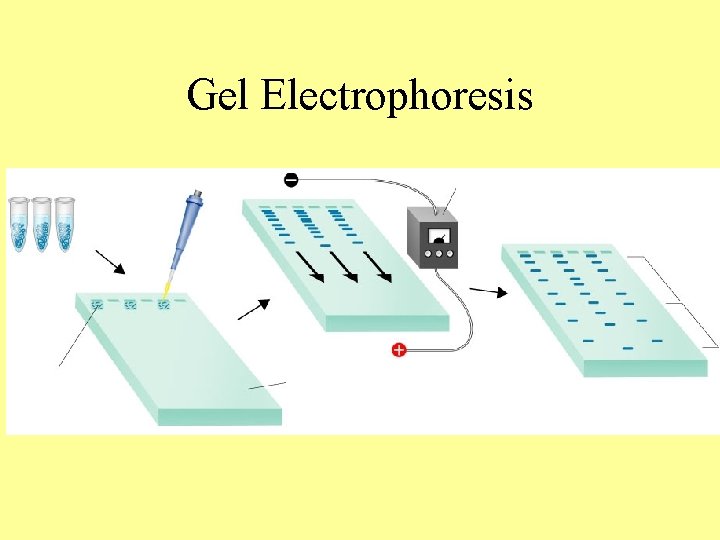 Gel Electrophoresis Gel Electrophoresis