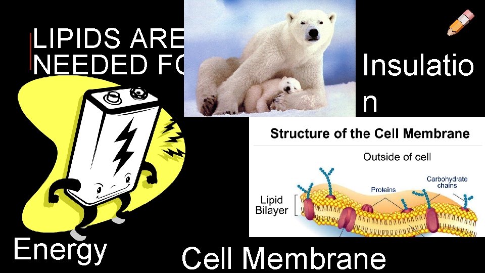 LIPIDS ARE NEEDED FOR: Energy Insulatio n Cell Membrane 
