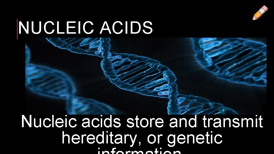 NUCLEIC ACIDS Nucleic acids store and transmit hereditary, or genetic 