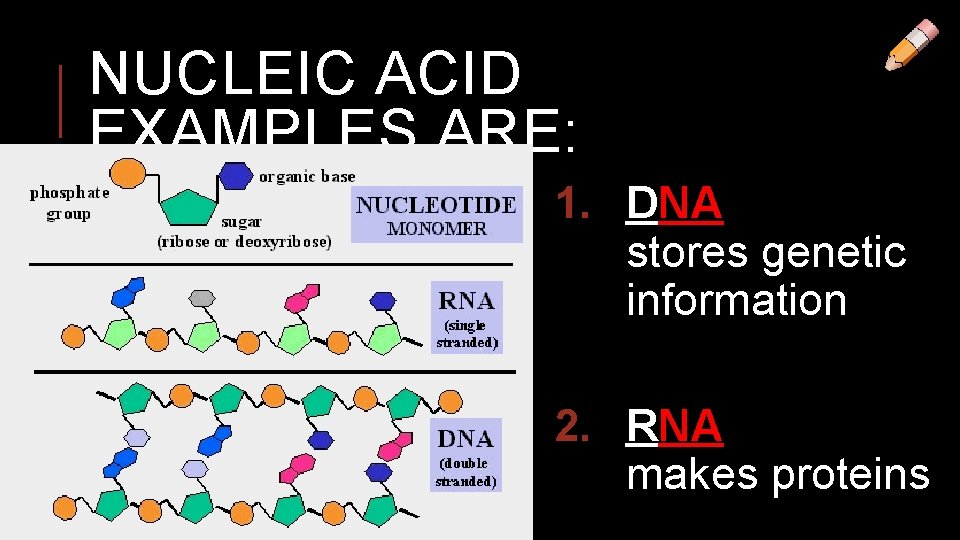 NUCLEIC ACID EXAMPLES ARE: 1. DNA stores genetic information 2. RNA makes proteins 