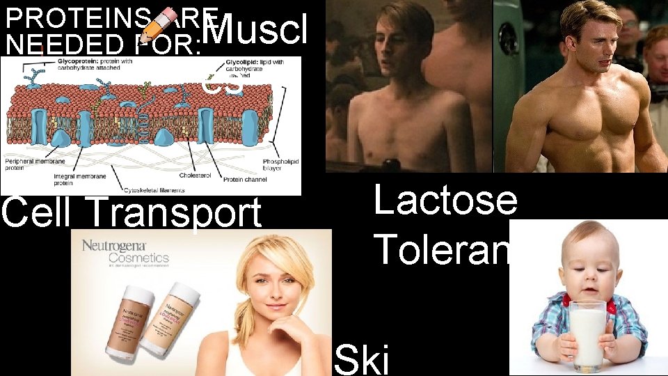 PROTEINS ARE Muscl NEEDED FOR: es Cell Transport Lactose Tolerance Ski 