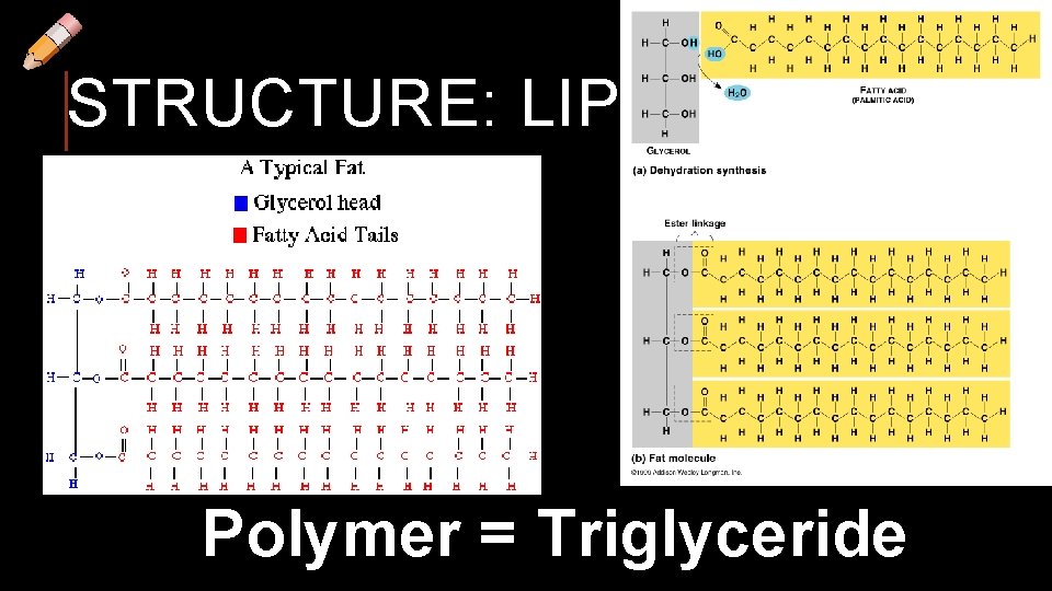 STRUCTURE: LIPIDS Polymer = Triglyceride 