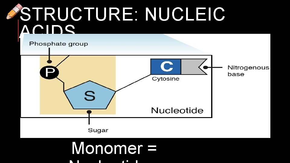 STRUCTURE: NUCLEIC ACIDS Monomer = 