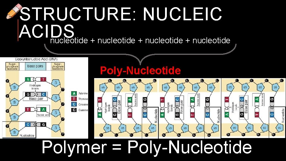 STRUCTURE: NUCLEIC ACIDS nucleotide + nucleotide Poly-Nucleotide Polymer = Poly-Nucleotide 