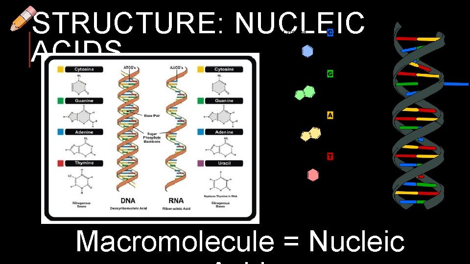 STRUCTURE: NUCLEIC ACIDS Macromolecule = Nucleic 