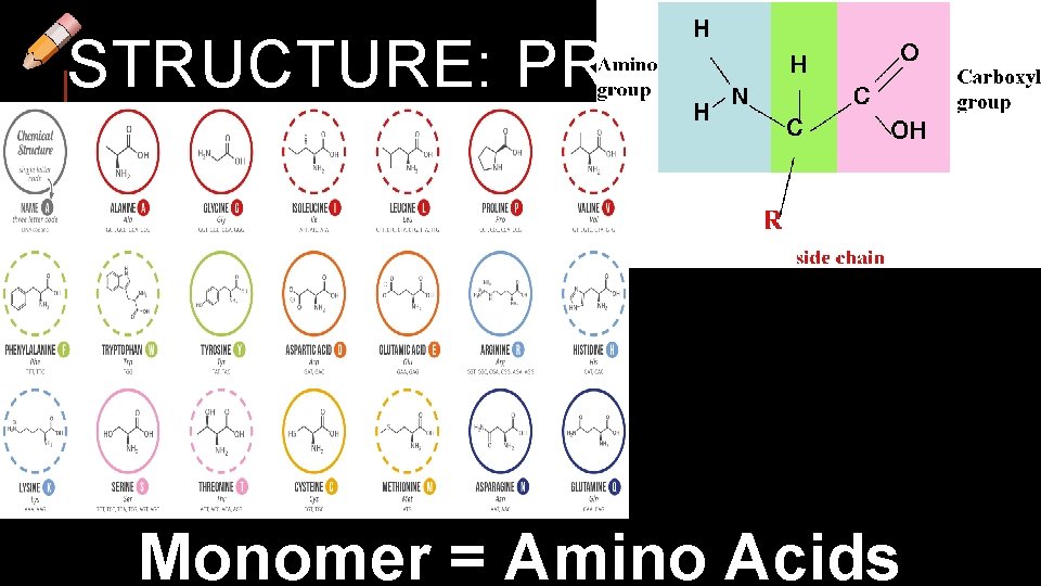 STRUCTURE: PROTEINS Monomer = Amino Acids 