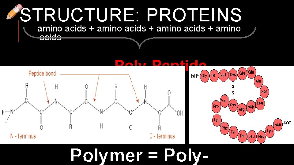 STRUCTURE: PROTEINS amino acids + amino acids Poly-Peptide Polymer = Poly- 