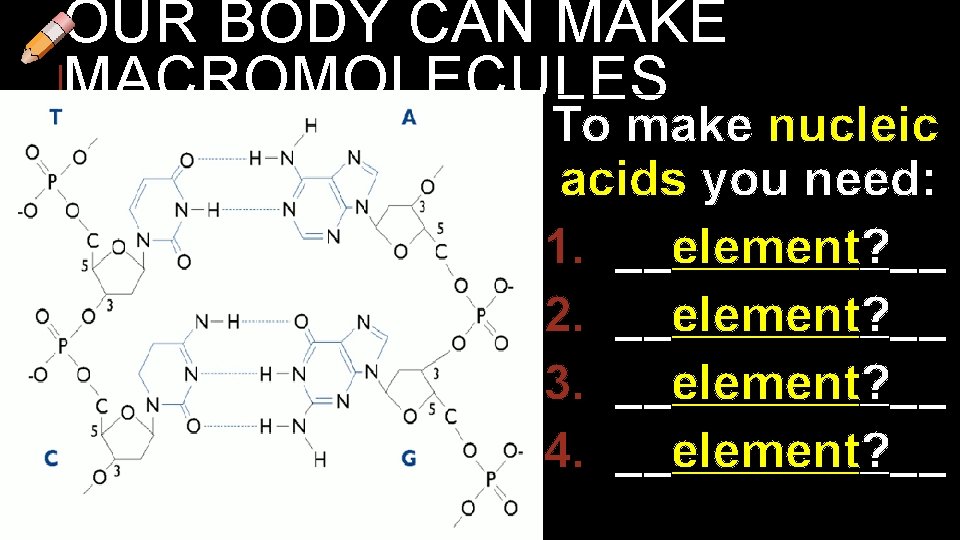 OUR BODY CAN MAKE MACROMOLECULES To make nucleic acids you need: 1. __element? __