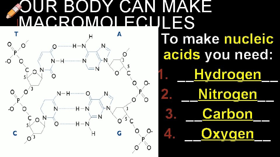 OUR BODY CAN MAKE MACROMOLECULES To make nucleic acids you need: 1. __Hydrogen__ 2.