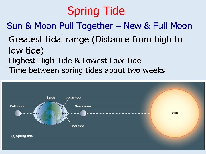 Spring Tide Sun & Moon Pull Together – New & Full Moon Greatest tidal