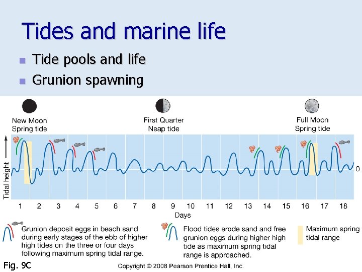 Tides and marine life n n Fig. 9 C Tide pools and life Grunion