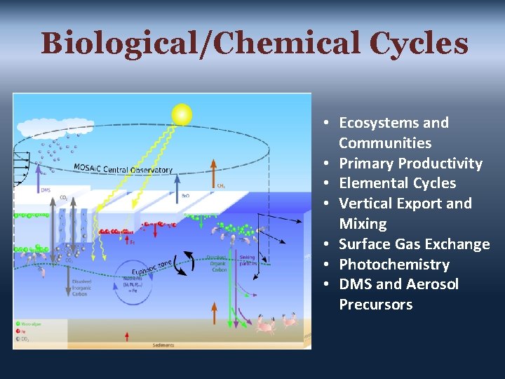 Biological/Chemical Cycles • Ecosystems and Communities • Primary Productivity • Elemental Cycles • Vertical