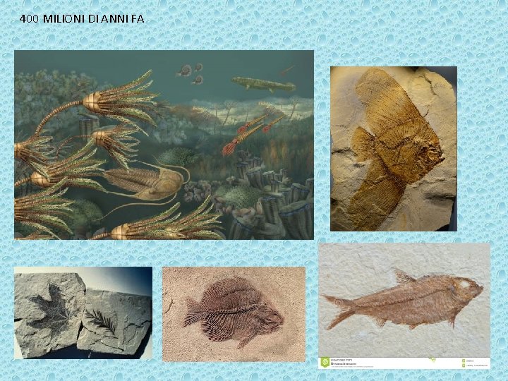 400 MILIONI DI ANNI FA 