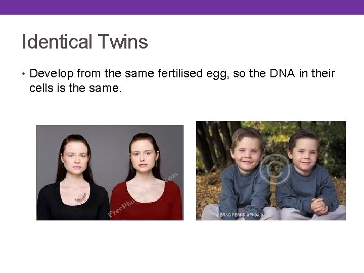 Identical Twins • Develop from the same fertilised egg, so the DNA in their