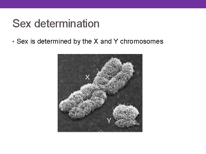 Sex determination • Sex is determined by the X and Y chromosomes 