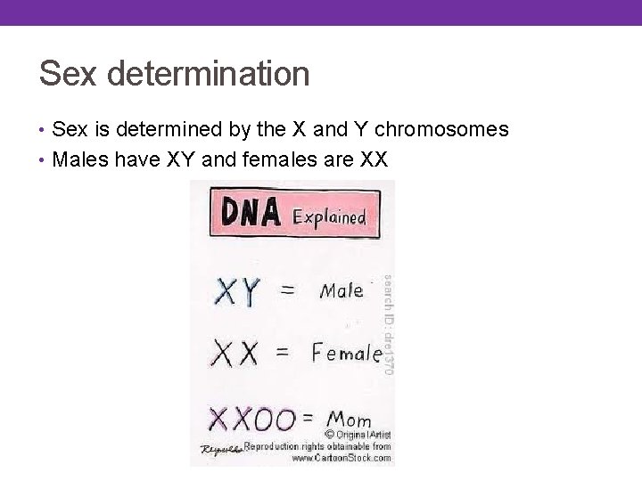 Sex determination • Sex is determined by the X and Y chromosomes • Males