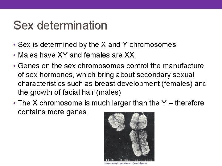 Sex determination • Sex is determined by the X and Y chromosomes • Males