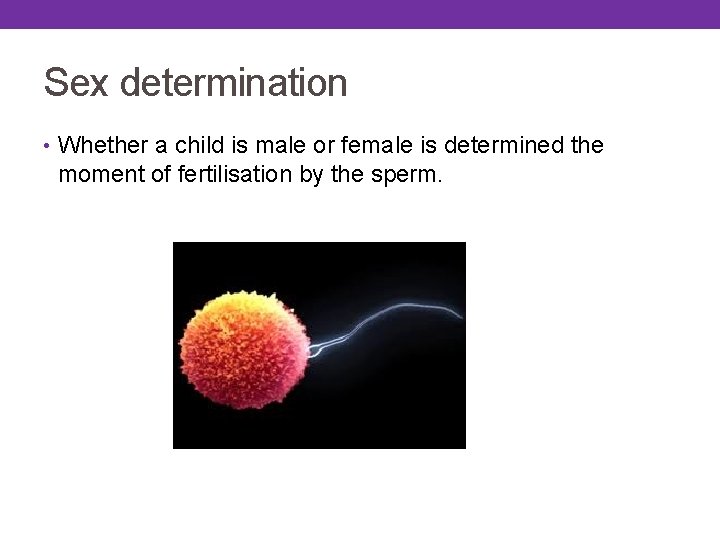 Sex determination • Whether a child is male or female is determined the moment Sex determination • Whether a child is male or female is determined the moment