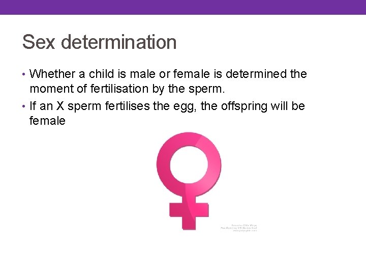 Sex determination • Whether a child is male or female is determined the moment