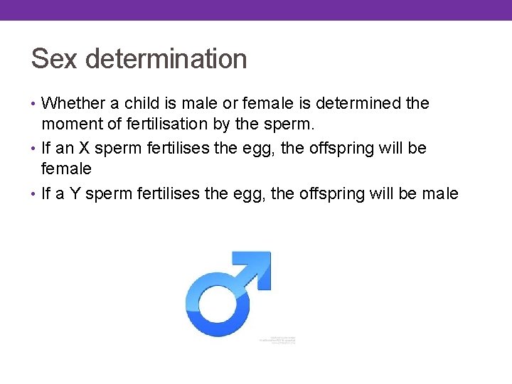 Sex determination • Whether a child is male or female is determined the moment