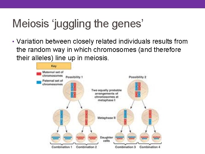 Meiosis ‘juggling the genes’ • Variation between closely related individuals results from the random